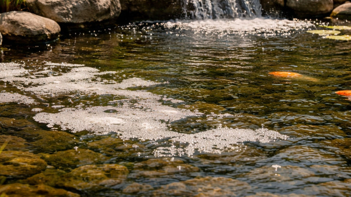 Schaum im Teich