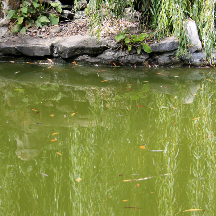 Teichklar gegen grünes Wasser
