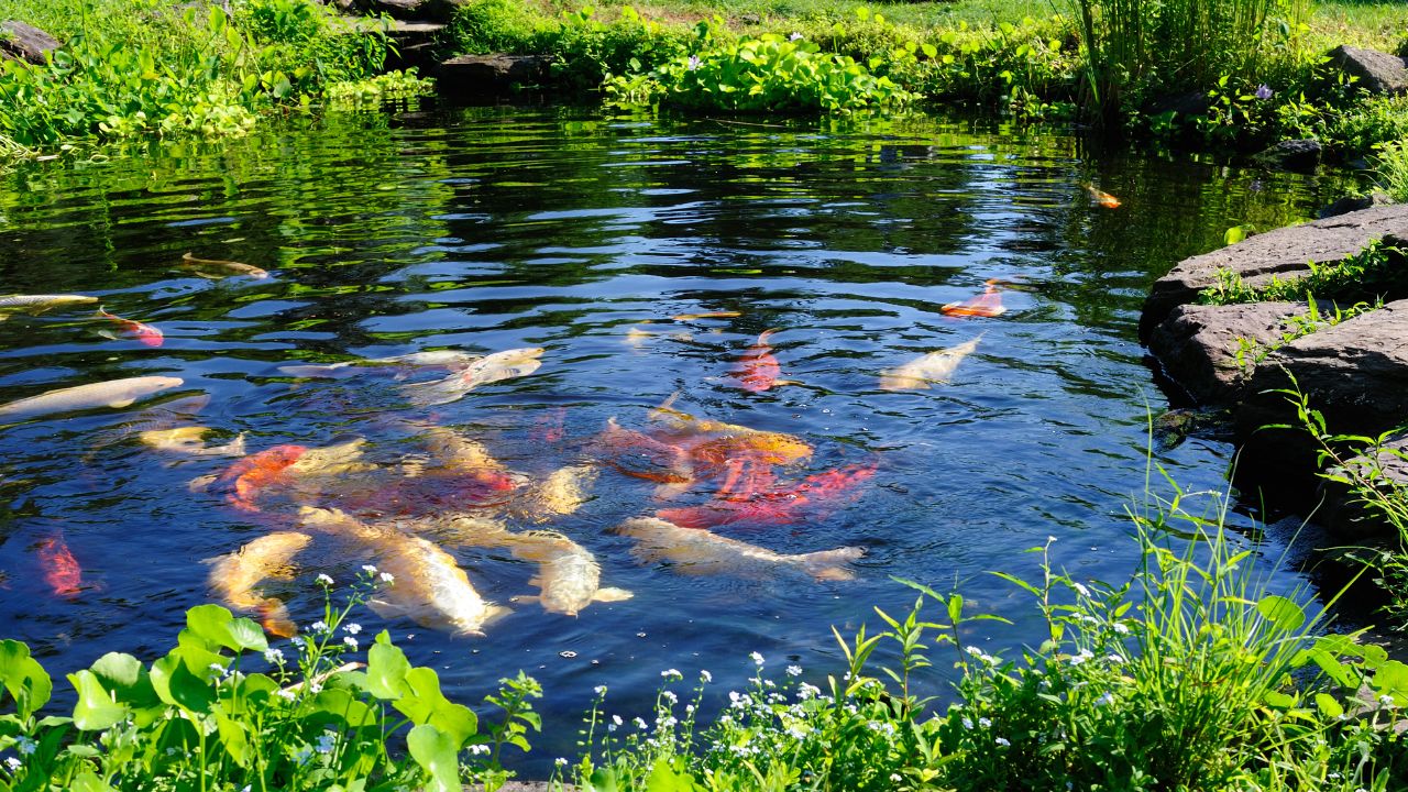 Eisfreihalter im Teich für den Herbst und Winter.
