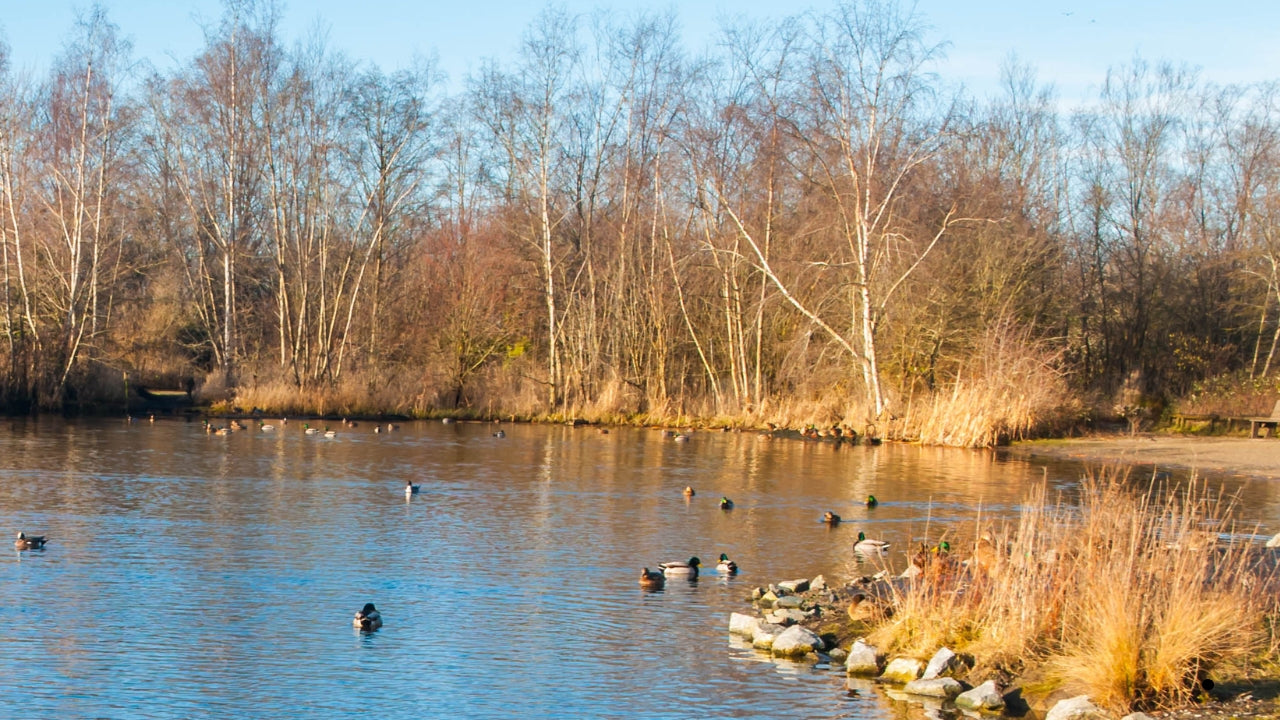 Teichpflege im Frühjahr